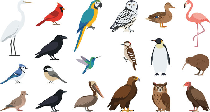 Large collection of diverse wild birds including eagle parrot penguin owl and flamingo flat vector illustration isolated set,