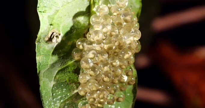 Clutch of eggs  of the Amazonian Monkey Frog (Agalychnis hulli), Suspended on a leaf above a pool in the rainforest. The tadpoles are developing within the transparent egg membrane. Amazonian Ecuador