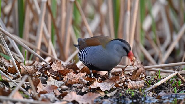 Baillon's Crake holding insect in beak on autumn leaves