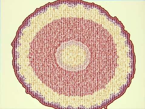 Cross-Section of a Marattia Fern Root