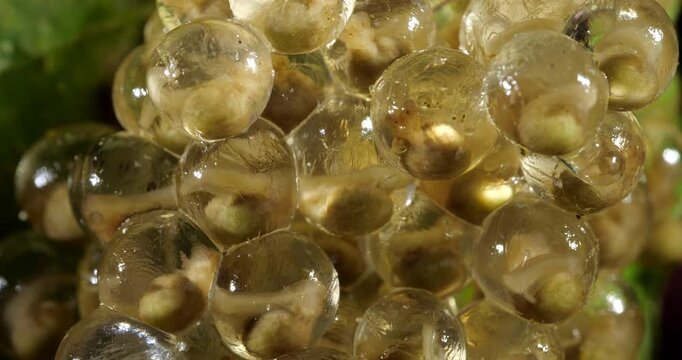 Clutch of eggs  of the Amazonian Monkey Frog (Agalychnis hulli), Suspended on a leaf above a pool in the rainforest. The tadpoles are developing within the transparent egg membrane. Amazonian Ecuador