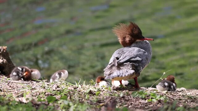 View of a female common merganser with her ducklings resting on a grassy bank near the water in Mulhouse, Grand Est, France.