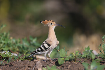 Adult Eurasian Hoopoe (Upupa epops) in a dynamic pose on a rock with its crest and wings partially spread. © VOLODYMYR KUCHERENKO