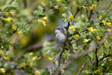 Obraz premium Lesser Whitethroat (Curruca curruca) perched on a blooming Russian Olive (Elaeagnus angustifolia) branch.