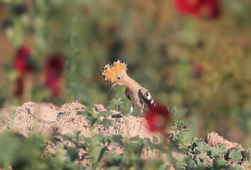 Eurasian Hoopoe (Upupa epops) with its crest fully open, shot against a blurred background with mallow flowers. © VOLODYMYR KUCHERENKO