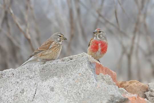 A pair of Common Linnets (Linaria cannabina) in vibrant breeding plumage perched together on a stone.