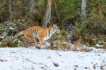Obraz premium Winter Shadow: A Bengal Tiger on the Hunt