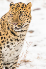 Fototapeta premium Grace in the Frost: The Amur Leopard on the Hunt