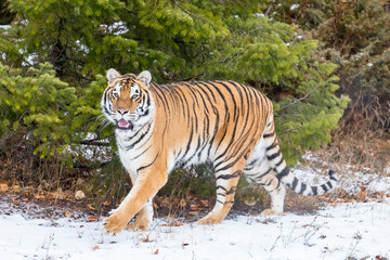 Obraz premium Winter Shadow: A Bengal Tiger on the Hunt