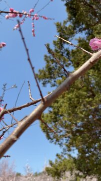 Slider shot of Bright pink plum blossoms in full bloom