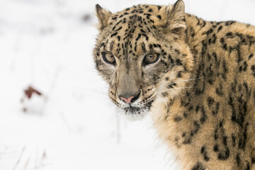 Naklejka premium Winter Predator: The Snow Leopard’s Silent Pursuit