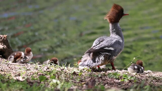 View of a female common merganser with its fluffy ducklings resting on a grassy riverbank under soft daylight in Mulhouse, Grand Est, France.