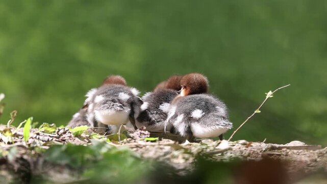 View of a group of goosander ducklings with reddish-brown heads resting on a grassy bank in soft daylight Mulhouse, Grand Est, France.