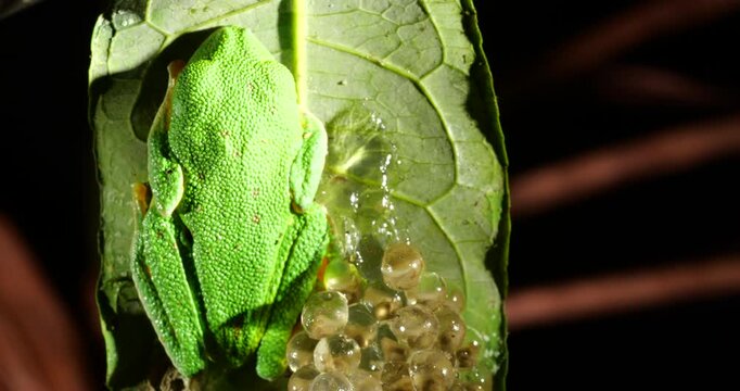 Clutch of eggs  of the Amazonian Monkey Frog (Agalychnis hulli), Suspended on a leaf above a pool in the rainforest. The tadpoles are developing within the transparent egg membrane. Amazonian Ecuador
