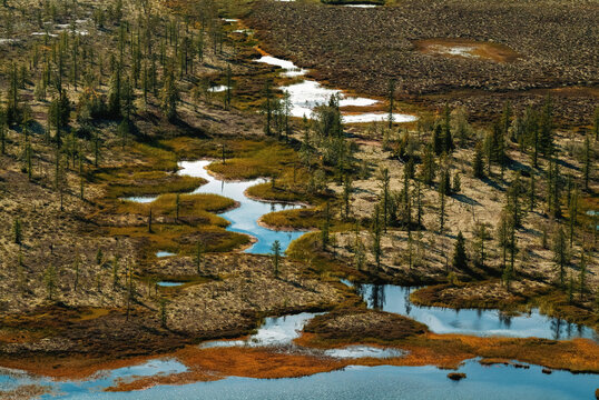 Winding Streams Flow Through a Wetland Area With Sparse Trees and Patches of Grass in a Natural Landscape
