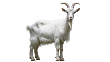 Gray shaggy Goat with curved Horns standing upright © Rowan
