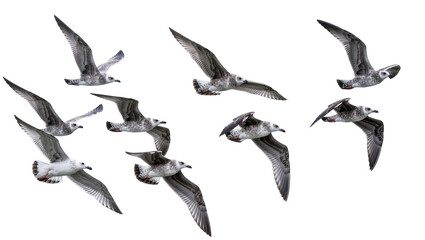 Obraz premium Flying Grey Seabirds Flock in Dynamic Motion