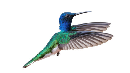 Naklejka premium Vibrant Green Blue Hummingbird in Flight with Extended Wings