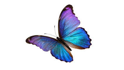 Blue Purple Morpho Butterfly with Iridescent Wings and Delicate Antennae © Rowan