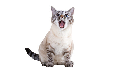 Surprised Grey Tabby Cat with Open Mouth and Wide Eyes © Rowan