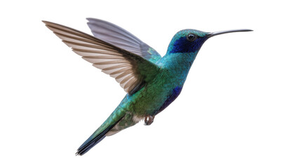 Obraz premium Shimmering Turquoise Hummingbird in Flight with Extended Wings