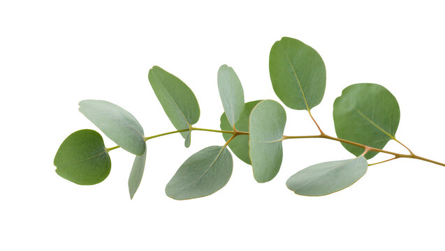 Green Eucalyptus Branch with Round Leaves and Silver Undertones
