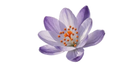 Fototapeten Pflanzen Purple Crocus Flower with Yellow Stamens and Pistil  © Rowan