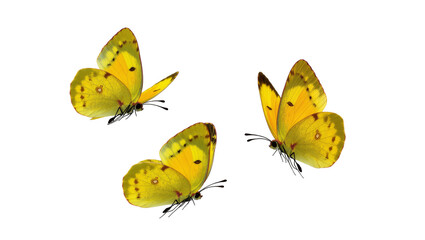 Yellow patterned butterflies flying in a group © Rowan