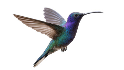 Vibrant Purple Teal Hummingbird in Flight with Extended Wings © Rowan
