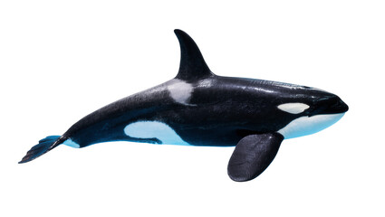 Black white Orca whale swimming side view in ocean water © Rowan