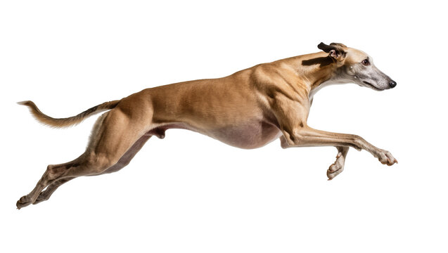 Tan Whippet Dog Leaping Mid-Air with Focused Expression