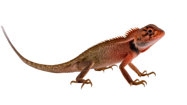 Red spiny-tailed lizard with dark stripes and textured skin