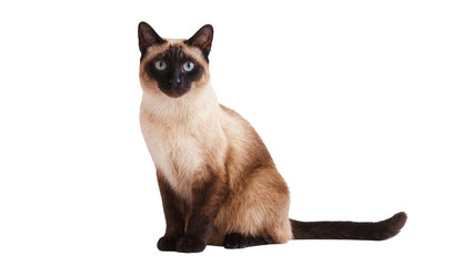 Obraz premium Elegant Siamese Cat Sitting with Blue Eyes and Brown Markings
