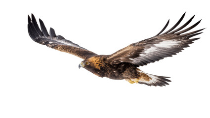 Fototapeta premium Golden eagle soaring with extended wings and focused gaze