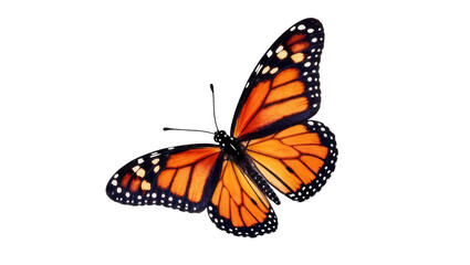 Vibrant Monarch Butterfly with Orange Wings and Black Veins © Rowan