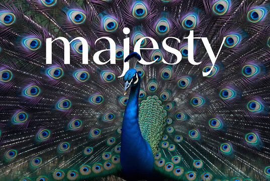 Subject: A peacock and the word "majesty." Action: The peacock is displaying its feathers. Setting: A luxurious, opulent background with a peacock feather pattern.