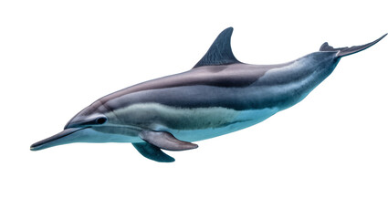 Obraz premium Gray sleek swimming Dolphin with dark dorsal fin and long snout