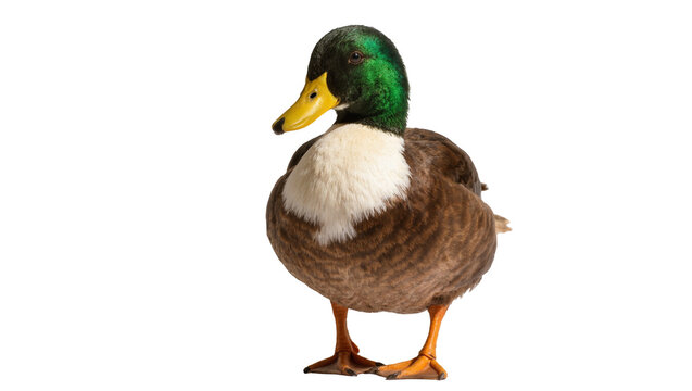Greenhead Mallard Duck Standing Profile View
