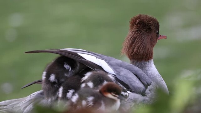 View of a female common merganser carrying ducklings on her back against a soft green background in Mulhouse, Grand Est, France.