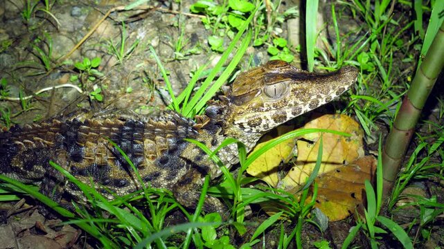 Schnieder's Smooth Fronted Caiman (Palaeosuchus trigonatus), The second smallest species of caiman, Orellana province, Ecuador