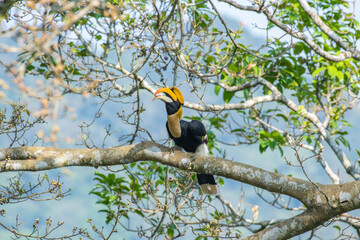 Great hornbill (Buceros bicornis), also known as the concave-casqued hornbill, great Indian hornbill or great pied hornbill, is one of the larger members of the hornbill family.  © prasanth