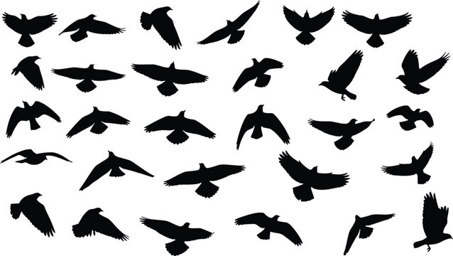 Black Silhouette Flying Birds Collection Various Poses and Angles Isolated on White Background Flat Vector Icon Set Design