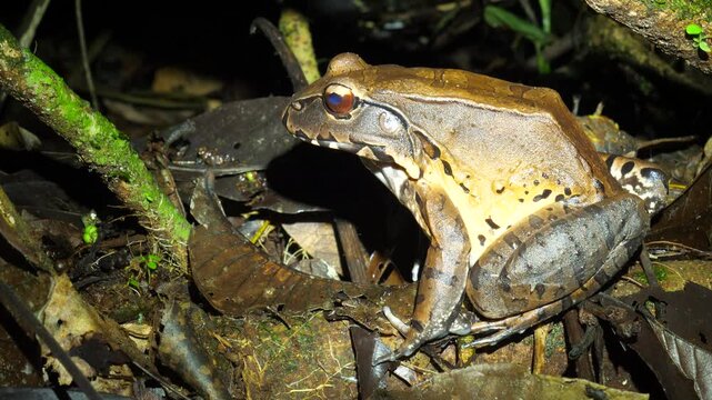 Smoky Jungle Frog (Leptodactylus pentadactylus), On the rainforest floor at night, Orellana province, Ecuador