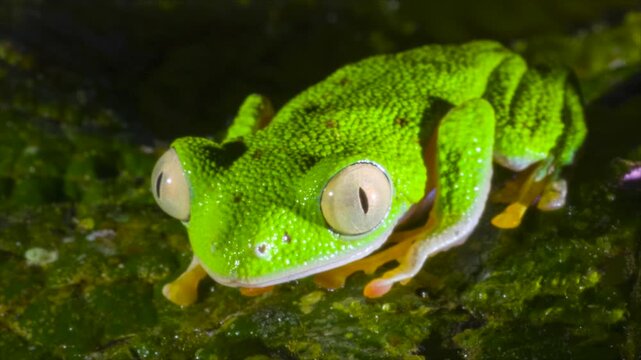 Amazon Leaf Frog (Agalychnis hulli), Sitting on a leaf, blinks its eyes. In the rainforest understory in Orellana province, Ecuador.