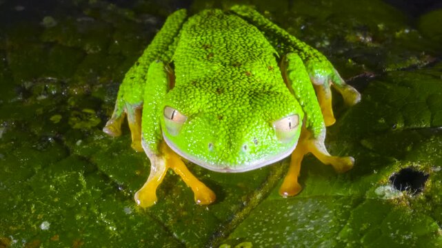 Amazon Leaf Frog (Agalychnis hulli), Sitting on a leaf, blinks its eyes. In the rainforest understory in Orellana province, Ecuador.