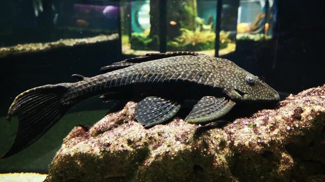 Armored catfish resting on rock in aquarium tank underwater freshwater fish scene