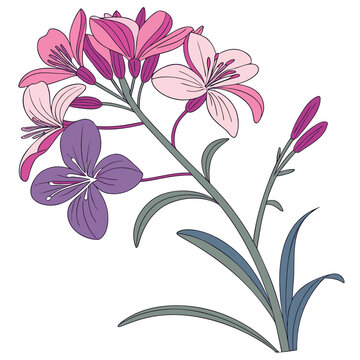 wallflower colorful on white background