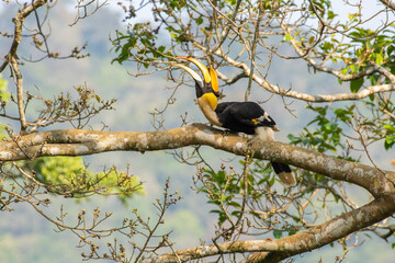 Great hornbill (Buceros bicornis), also known as the concave-casqued hornbill, great Indian hornbill or great pied hornbill, is one of the larger members of the hornbill family.  © prasanth