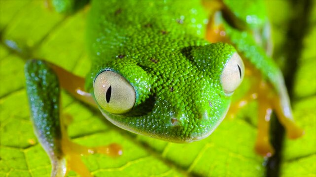 Amazon Leaf Frog (Agalychnis hulli), Sitting on a leaf, blinks its eyes. In the rainforest understory in Orellana province, Ecuador.