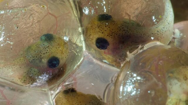 Developing eggs of the Amazonian Monkey Frog (Agalychnis hulli) The tadpoles are developing within the transparent egg membrane and are nearly ready to hatch. Amazonian Ecuador.